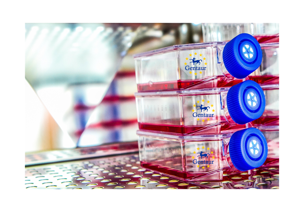 Primary TSMC Cell, Goat