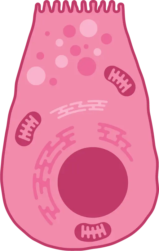 Apoptotic, Necrotic and Healthy Cells Quantitation Kit Plus, 50 assays